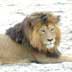 wild lion photos stock