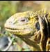 exotic reptile stock images