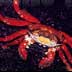 crab and lobster images stock