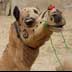india camel stock image