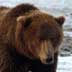 grizzly bear alaska stock photos